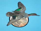 Green Wing Teal Drake